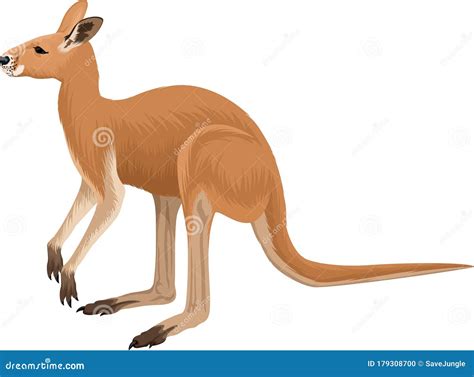 Vector Australian Red Kangaroo Illustration Stock Vector Illustration Of Marsupial Brown