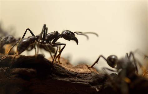 Ants Produced Antibiotics Millions Of Years Before Humans