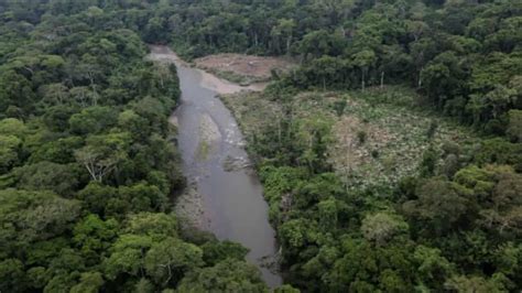 En La Selva Del Dari N Tenemos Hasta El Momento Muertes De