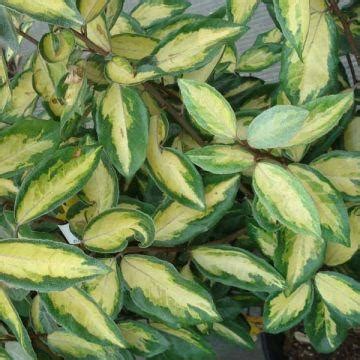 Elaeagnus Pungens Maculata Chalef Feuillage Persistant Et Panach