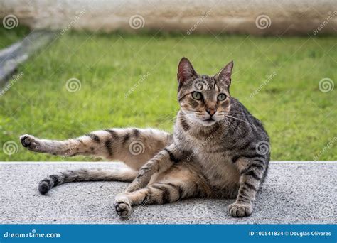 Funny cat striking a pose stock photo. Image of funny - 100541834