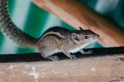 Premium Photo | Graceful squirrel in a natural habitat wildlife in picturesque scenery