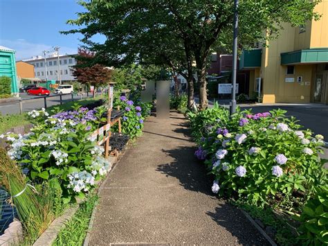 【川崎市中原区】元住吉駅から徒歩約15分、江川せせらぎ遊歩道の紫陽花が見ごろです！ カルガモ親子も！（tomatosan） エキスパート