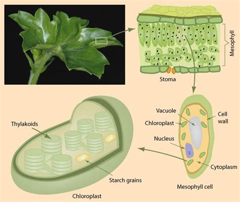 Chlorophyll B