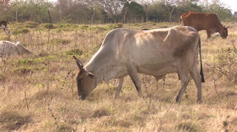 Desarrollarán en Las Tunas proceso especial de control al ganado mayor