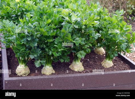 Celeriac Prinz Hi Res Stock Photography And Images Alamy