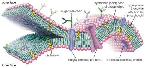 1: The fluid mosaic model. The membrane is composed of a bilayer ...