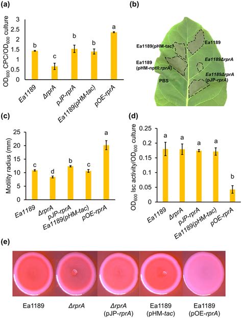 Multifaced Regulatory Roles Of RprA On Virulence Factors Of Erwinia