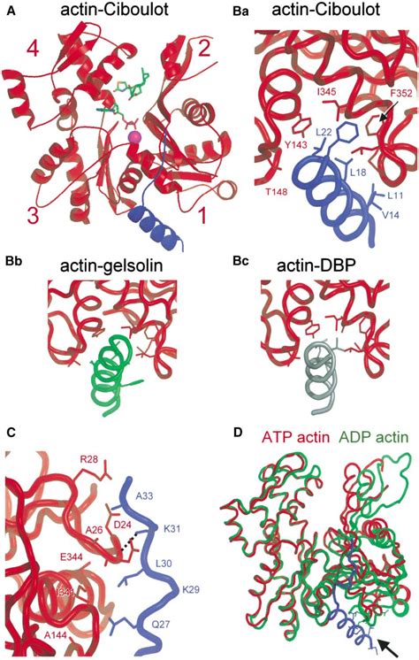 Figure From The Thymosin Wh Domain Structural Basis For The Switch