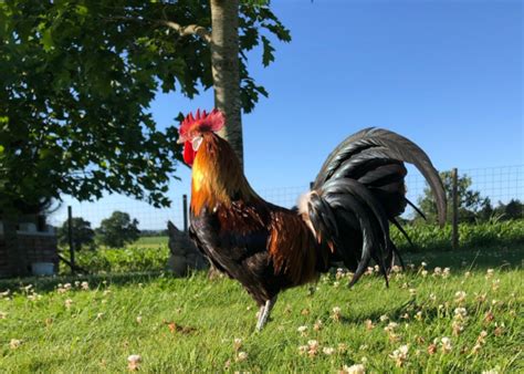 Oeufs Couver De Gauloise Dor E Coco Eco