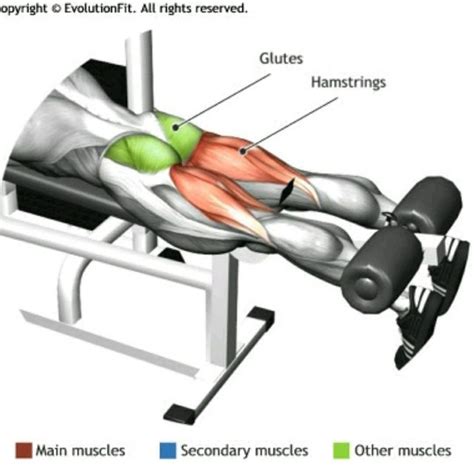 Leg Curl Machine - Exercise How-to - Workout Trainer by Skimble