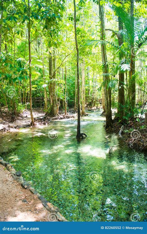 Small Streams Flow Through Abundant Tropical Forests In Forest Of