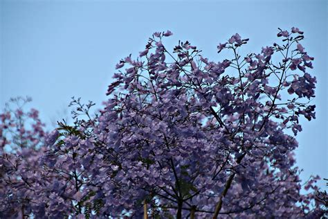 2017 University Of Sydney Jacaranda Trees 2 A Very Windy Flickr