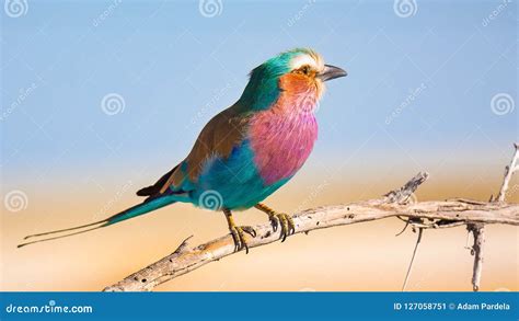 Africa Bird Lilac Breasted Roller Colorful Bird Standing On The Tree