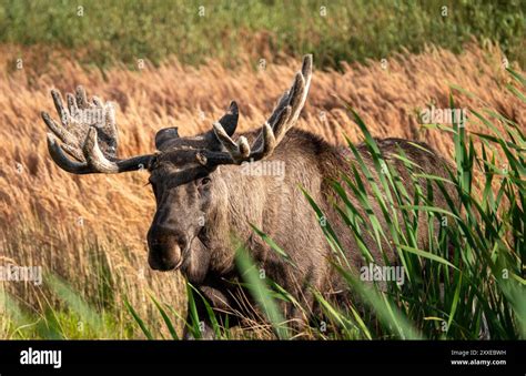 male moose wild animal  big antlers living   lille vildmose