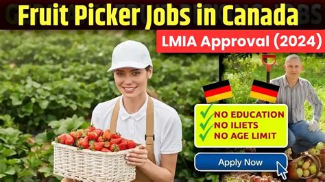 Fruit Picker Jobs In Canada With LMIA Approval 2024 VTM