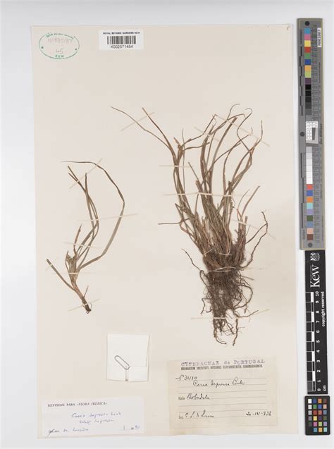 Carex Depressa Link Plants Of The World Online Kew Science