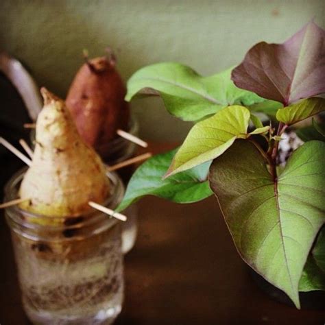 Stem Camp Cultivating Sweet Potatoes In Hawaii
