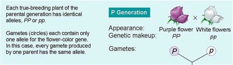 Chapter 14 Mendel And The Gene Idea