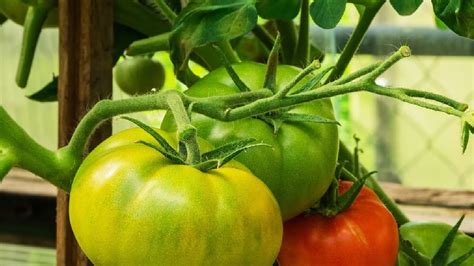 Cómo madurar tomates verdes fuera de la planta