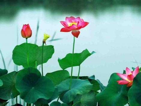 Lea Michele Summer Hot Lotus Wallpaper Hd