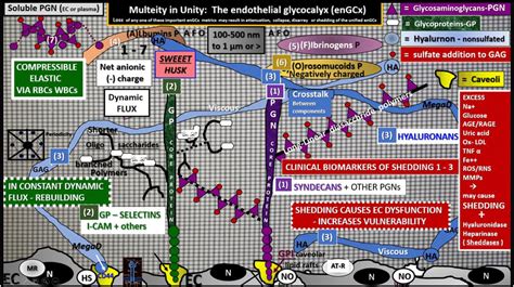 The Endothelial Cell Glycocalyx Ecgcx Of The Capillary Neurovascular