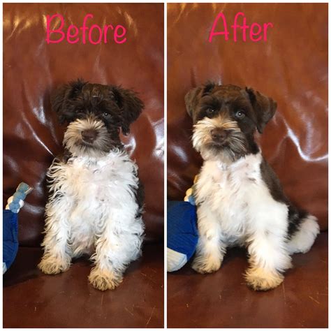 Mini Schnauzer Puppy Kai before and after 12 weeks