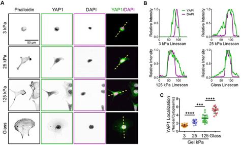 Substrate Rigidity Controls Nuclear Localization Of Yap In Ovarian