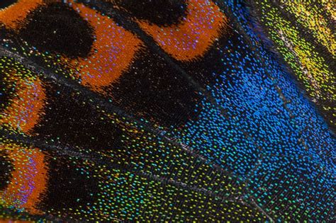 Close Up Wing Detail Of Papilio Hoppo Photograph By Darrell Gulin