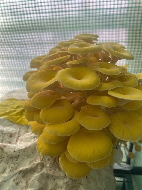 Gold Oyster Mushroom Grow Kit Hernshaw Farms