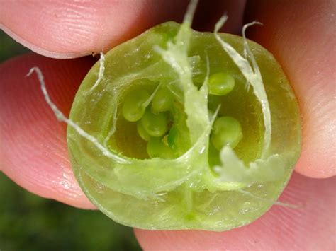 Astragalus Crassicarpus The Tight Racemes Growing Among Th Flickr
