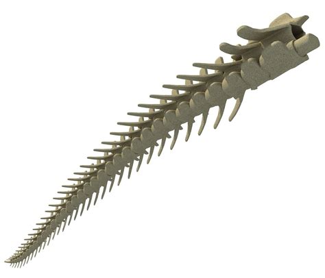 Animal Tail Bones 3D model | CGTrader