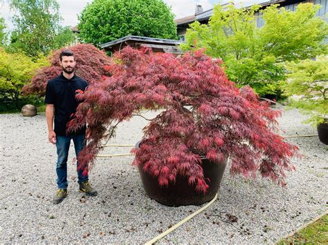 Acer Dissectum Stella Rossa C