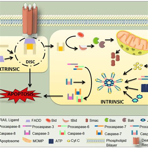 Trail Induced Apoptosis Cross Talk Between The Extrinsic And Intrinsic