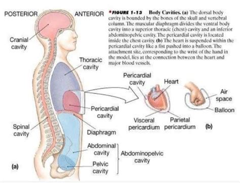 Introduction To Human Anatomy Physiology Bmlt Dmlt Year In