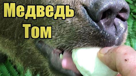 Медвежонок в лесу ест из рук помидоры - пьёт из банки сгущенное молоко ...