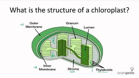 10 Facts About Chloroplast Fact File