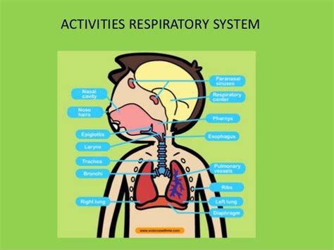 Respiratory system exercises