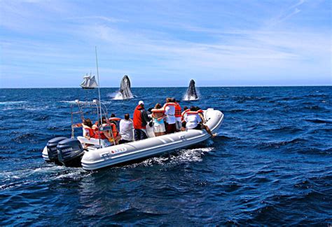 Best Whale Watching Tours In Cabo San Lucas Cabo Visitor