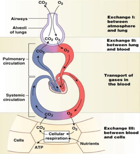 Physiology Of Respiratory System Flashcards Quizlet