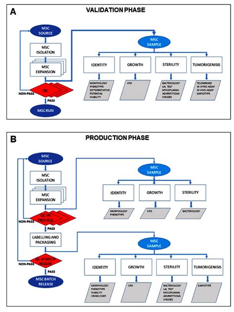 Flow Chart Representing The Workflow And The Steps Of The Validation