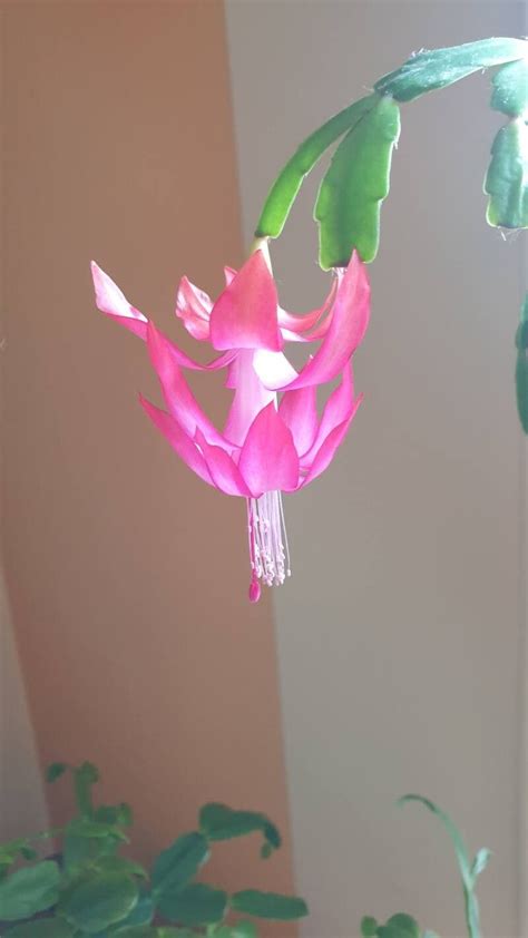 Observation Schlumbergera Russelliana Gardner Britton Rose Enrico