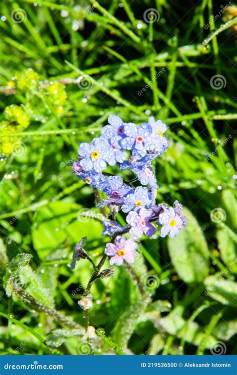 Hermosas Flores De Montaña Flora De Cordilleras Foto de archivo