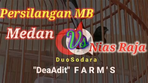 Murai Batu Persilangan Medan X Nias Raja Youtube