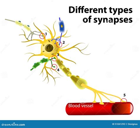 Verschiedene Arten Von Synapsen Vektor Abbildung Illustration Von