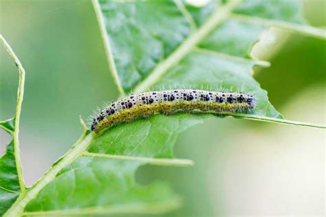 How To Get Rid Of Cabbage Worms Kellogg Garden Organics™