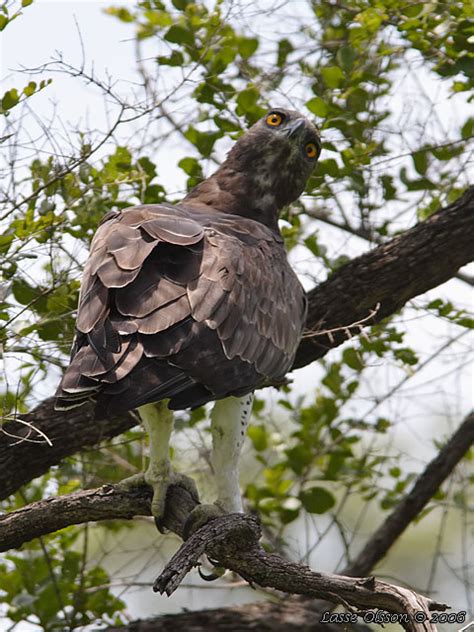 MARTIAL EAGLE (Polemaetus bellicosus)