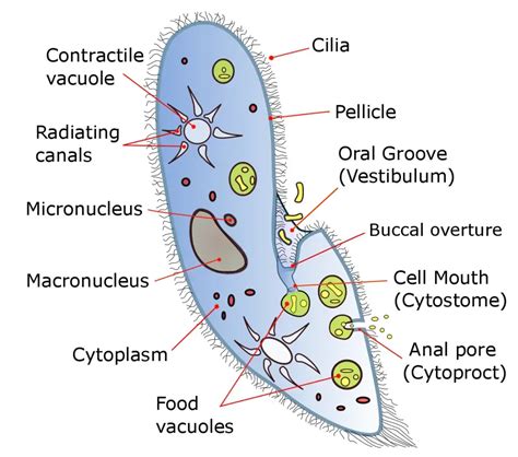 Paramecium Cell Definition, Characteristics, Classification, Movement ...