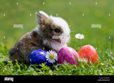 Bunny Rabbit Hare Hi Res Stock Photography And Images Alamy