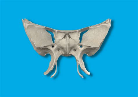 ️ Hueso Esfenoides Huesos Cuerpo Humano